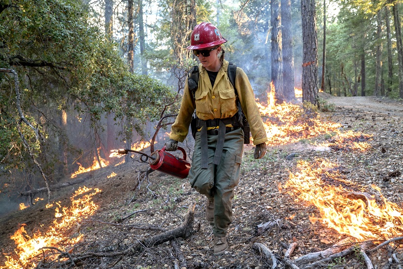 firefighter walking through forest using a drip torch device to burn lower vegetation