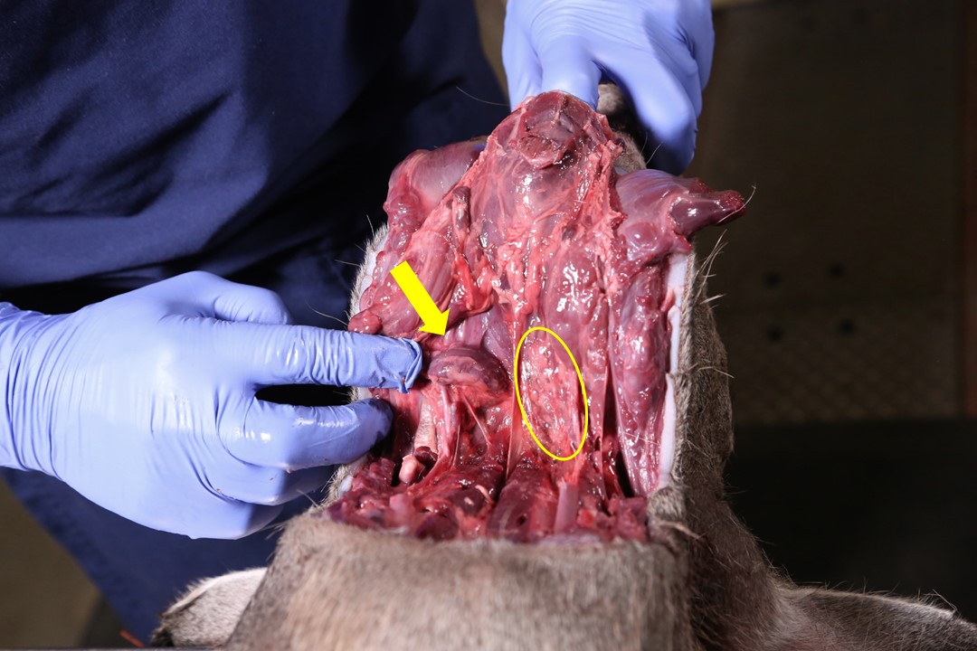 A view looking down on the completed cut for CWD sampling exposing both lymph nodes. The right lymph node, indicated with a yellow arrow is partially extracted while the left remains buried under fat and other tissues the location identified with a yellow oval.