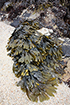 bladderwrack, CDFW photo by R. Flores Miller - click to enlarge in new window bladderwrack, CDFW photo by R. Flores Miller