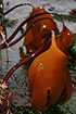 kombu, CDFW photo by R. Flores Miller - click to enlarge in new window kombu, CDFW photo by R. Flores Miller