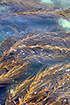 giant kelp, CDFW photo by R. Flores Miller