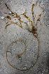 bull kelp, CDFW photo by R. Flores Miller - click to enlarge in new window bull kelp, CDFW photo by R. Flores Miller