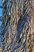 nori, CDFW photo by R. Flores Miller - click to enlarge in new window nori, CDFW photo by R. Flores Miller