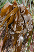 sea cabbage, CDFW photo by R. Flores Miller - click to enlarge in new window sea cabbage, CDFW photo by R. Flores Miller