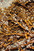 bladder chain kelp, CDFW photo by R. Flores Miller - click to enlarge in new window bladder chain kelp, CDFW photo by R. Flores Miller
