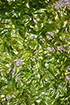 ulva, CDFW photo by R. Flores Miller - click to enlarge in new window ulva, CDFW photo by R. Flores Miller