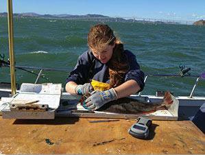 Measuring a halibut. (CDFW photo)