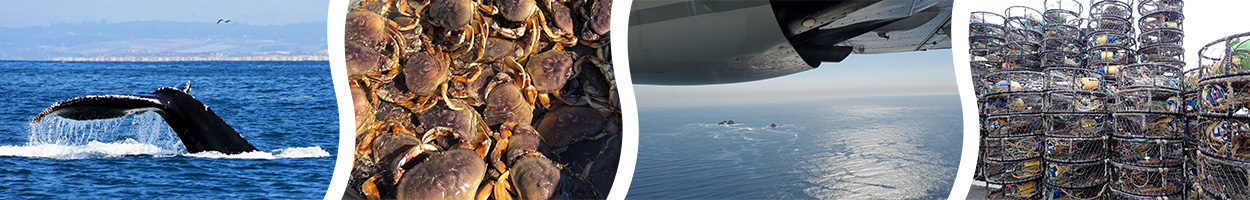 humpback whale fluke; Dungeness crabs; aerial photo of Farallon Islands; stack of Dungeness crab traps