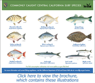 Commonly Caught Central California Surf Species