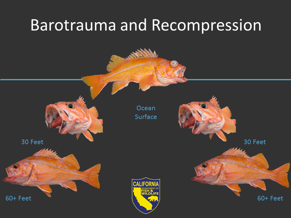 Schematic of rockfish as they are brought to the surface and then returned to depth. The swim bladder expands with gas when brought up to surface, and is then recompressed when returned to depth. Enlarged image with text will open in new window when selected