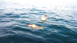 Canary rockfish floating at the surface, with a seagull watching closely nearby.
