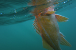 Canary rockfish floating at the surface of the water, photo taken from beneath the surface.