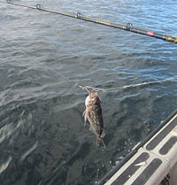 Blue rockfish on a Shelton descending device: enlarged image will open in new window when selected