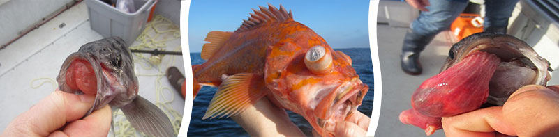 Blue rockfish with protruding stomach-enlarged photo in new window when selected, Canary rockfish with crystalized, buldging eyes-enlarged photo in new window when selected and Blue rockfish with stomach fully protruding out of its mouth - enlarged photo will open in new window when selected