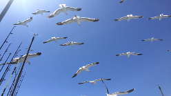 Flock of Seagulls flying over a bundle of fishing rods on a sport fishing boat.