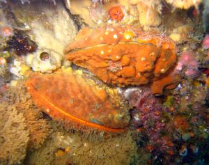Two scallops underwater