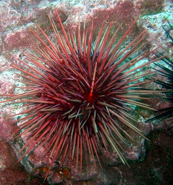 closeup of a red sea urchin