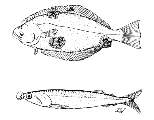 Examples of fish with tumors Examples of fish with tumors
