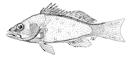 Example of a fish with protozoan infections Example of a fish with protozoan infections