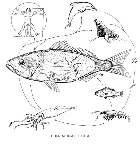 Roundworm Life Cycle Roundworm Life Cycle
