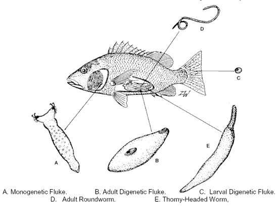 (A) Monogenetic Fluke (B) Adult Digenetic Fluke (C)Larval Digenetic Fluke (D) Adult Roundworm (E) Thorny-Headed Worm