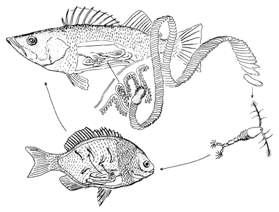 Life cycle of a tapeworm