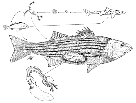 The life cycle of the larval tapeworm: Lacistorhynchus tenuis