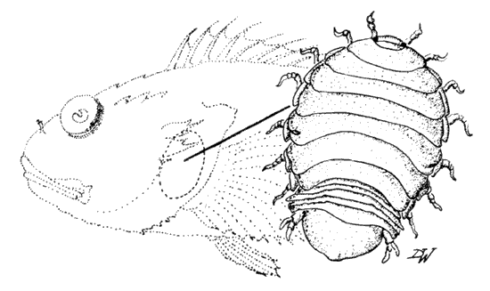 An isopod An isopod