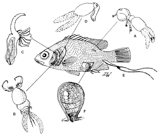 Types of copepods Types of copepods