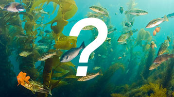 fish identification quiz
