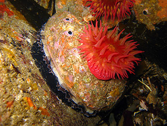an abalone, attached to underwater rock, with a red anemone attached to its shell