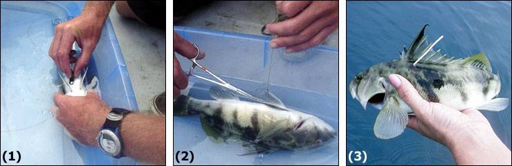 (1) With the fish immersed in a saltwater anesthetic bath, the transmitter is inserted through a small incision in the lower abdominal cavity. (2) Two to three sutures are used to close the incision. (3) Prior to release, the fish is measured and fitted with an external dart tag for easy identification upon recapture.