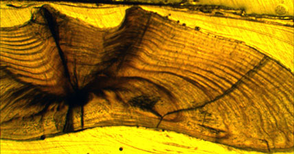 Otolith section from 12-year-old California halibut. CDFW file photo. Otolith section from 12-year-old California halibut. CDFW file photo.