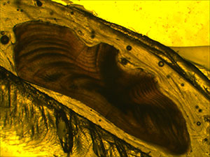Otolith section from 9-year-old California halibut. CDFW file photo. Otolith section from 9-year-old California halibut. CDFW file photo.