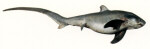 Common Thresher Shark