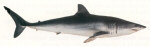 Shortfin Mako or Bonito Shark