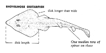 Shovelnose Guitarfish