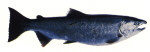 Coho (Silver) Salmon