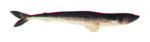 California Lizardfish