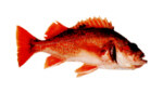 Canary Rockfish