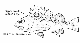 Greenspotted Rockfish