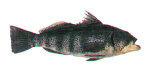 Spotted Sand Bass