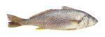 Yellowfin Croaker