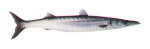 California Barracuda