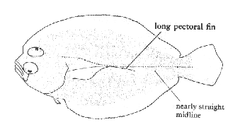 Longfin Sanddab