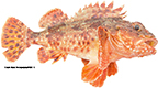 Sculpin