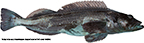 Lingcod