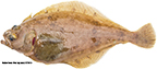 Pacific Sanddab