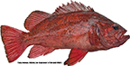Vermilion Rockfish