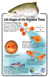 Life Stages of the Rainbow Trout poster - file opens in new window